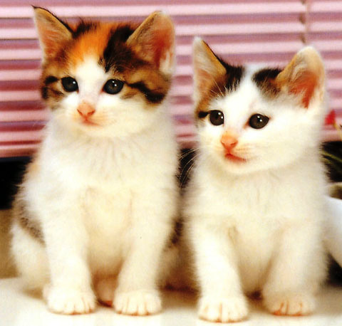 Two Little Kittens