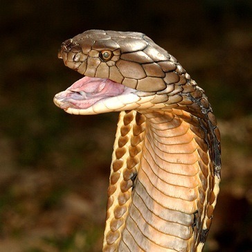 Death Of A Cobra