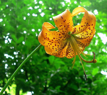 Tiger Lily