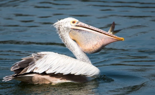 Square Poems 19: Pelican Acrostic