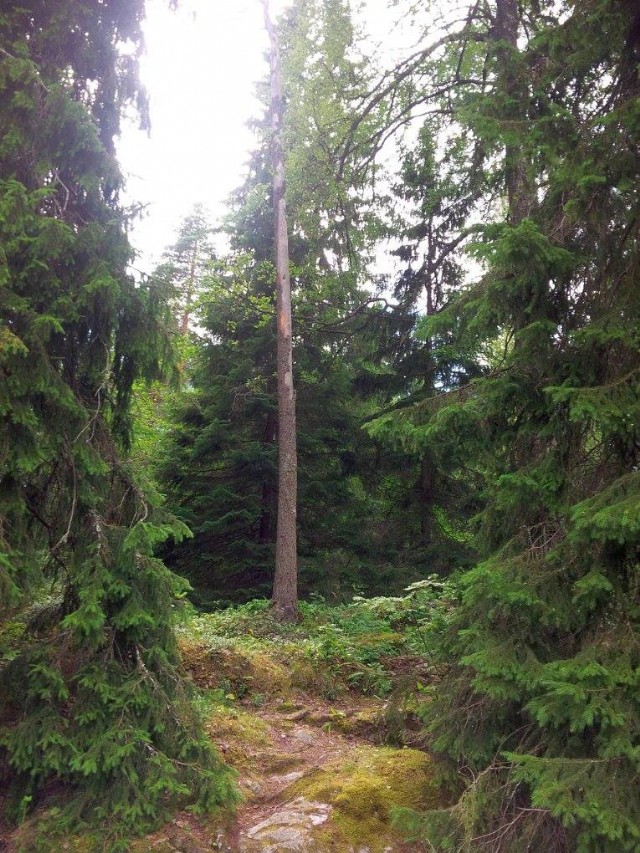 Noapte De Vara / Summer Night