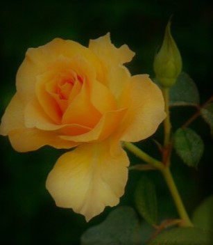 Rose 3 - The Unique Yellow Rose