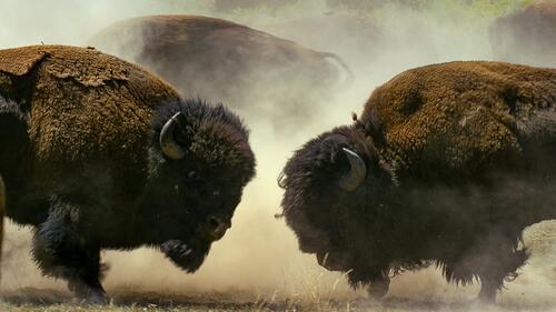 When Bison's Run Wild