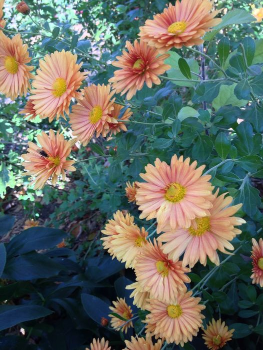 Love And Peace Ever!