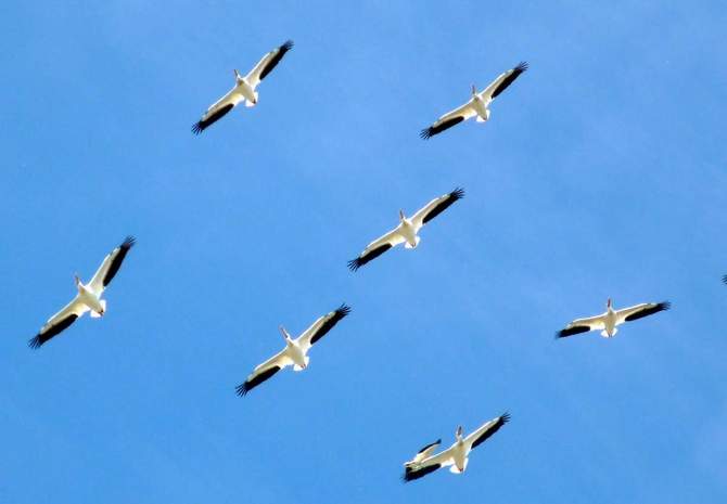 The Flight Of Unity