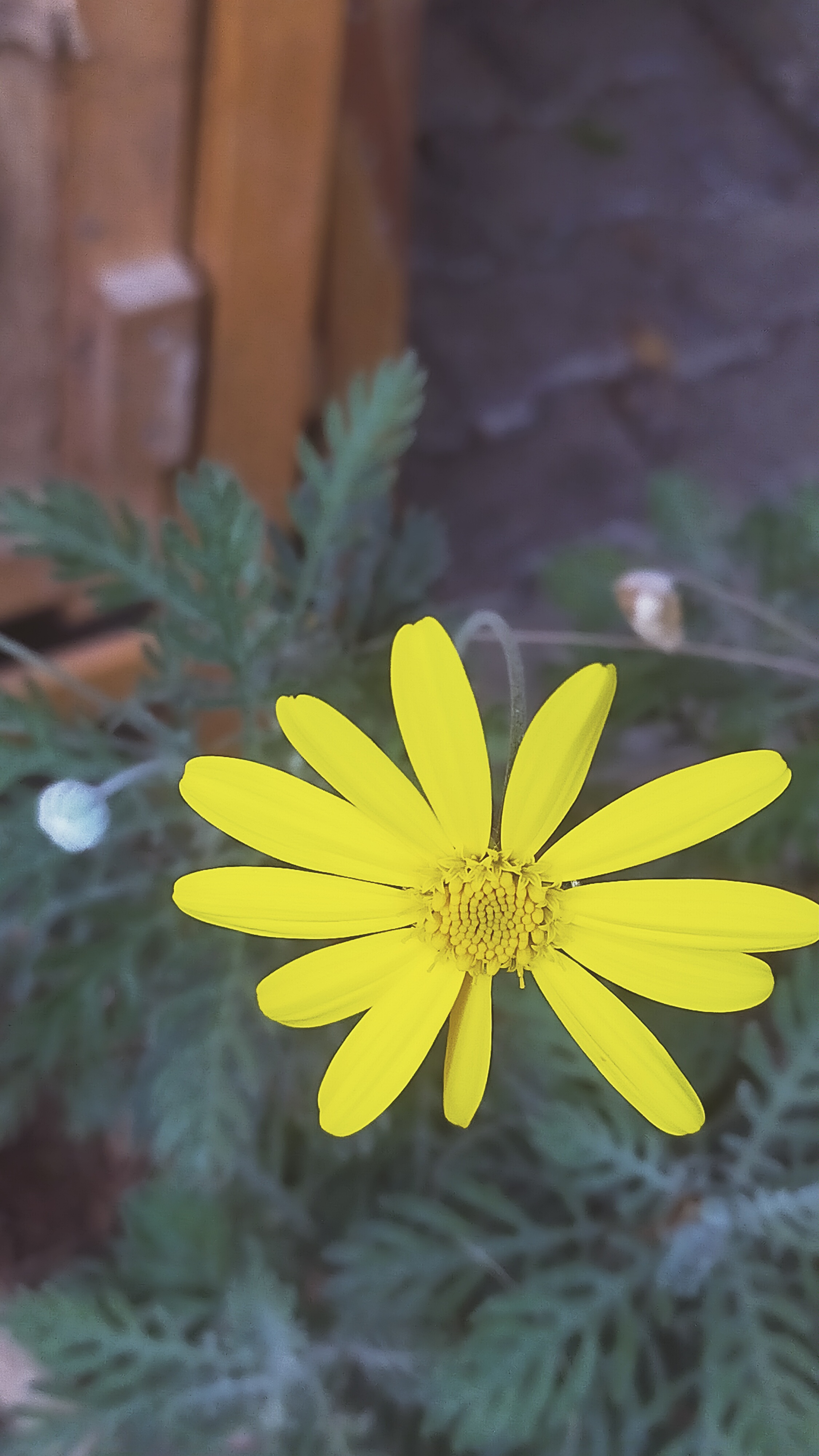 'The Wild Within Us'