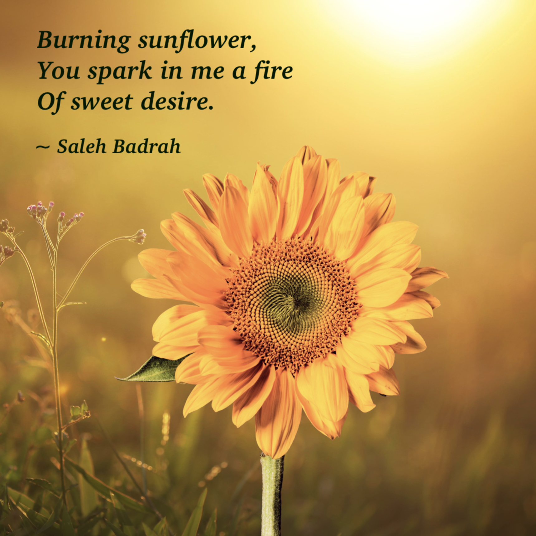 Burning Sunflower