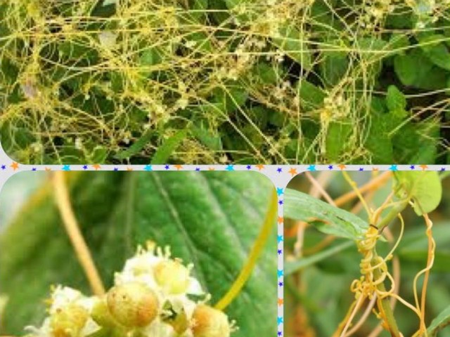 Cuscuta The Creeper Incognito (Vine Sans Roots And Buds)