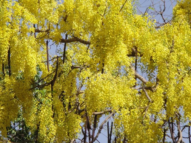 Yellow Blossoms