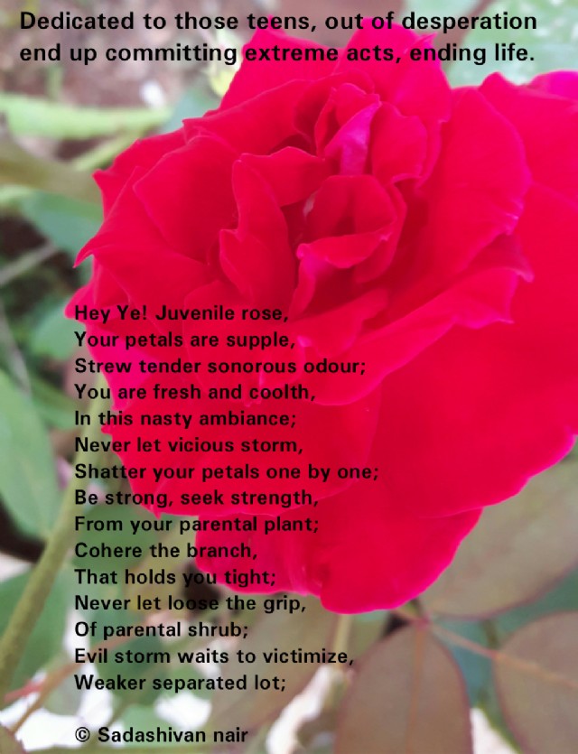 Hey Ye Juvenile Rose