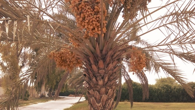 'Dates Without Destiny'