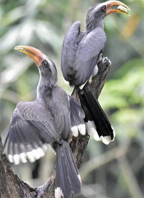 Birds 18 - The Malabar Grey Hornbill