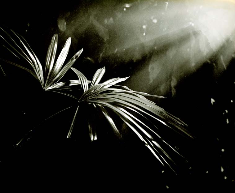 Leaves Of Life