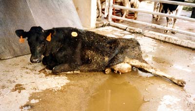 Fired For Facebook Defense Of Cows