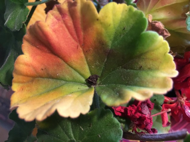 My Autumn Leaf