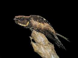 The Whippoorwill Called