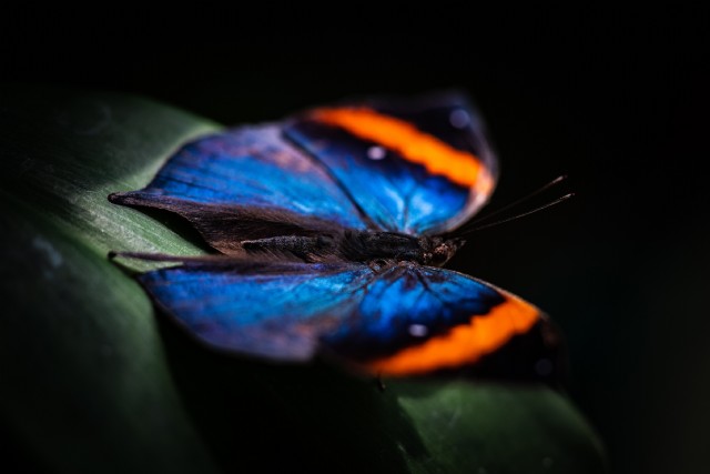 A Butterfly In Neon Gas