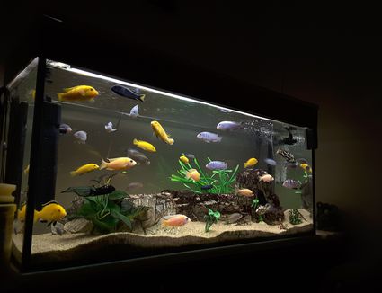 There Is A Fish Pond