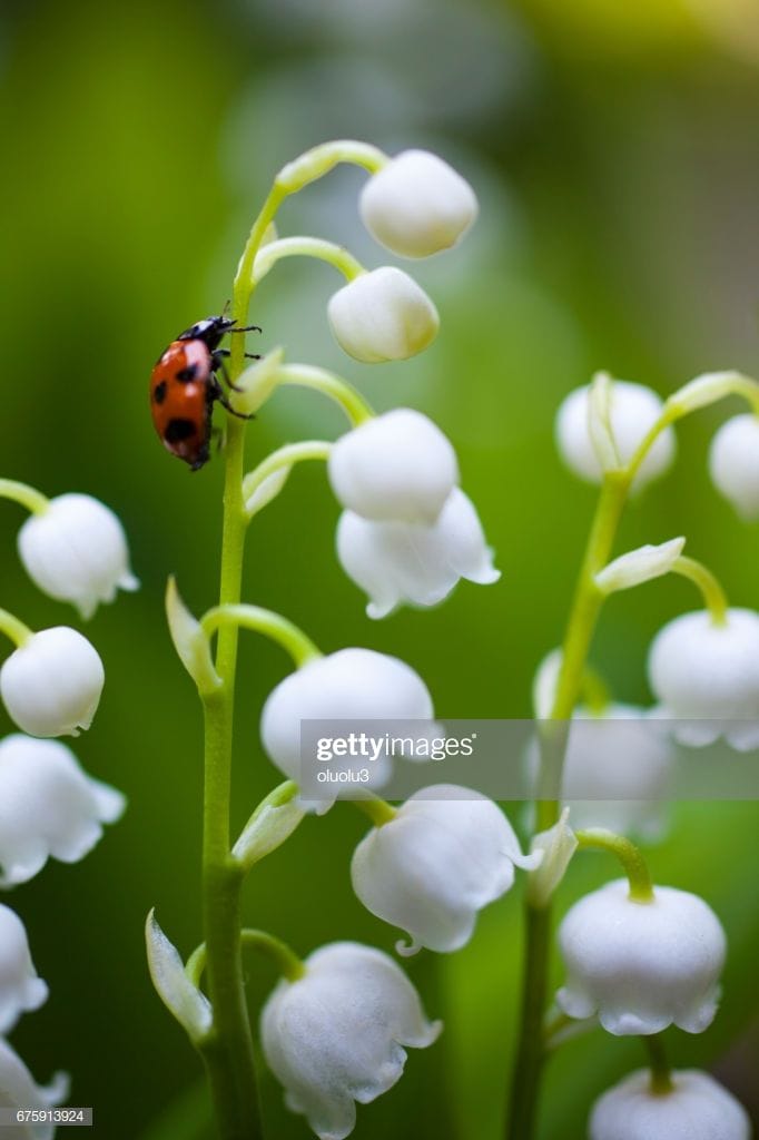 Birth Of The Lily Valley And May To Every Dead Mother