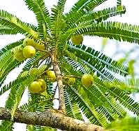 Tree 23 - The Indian Gooseberry