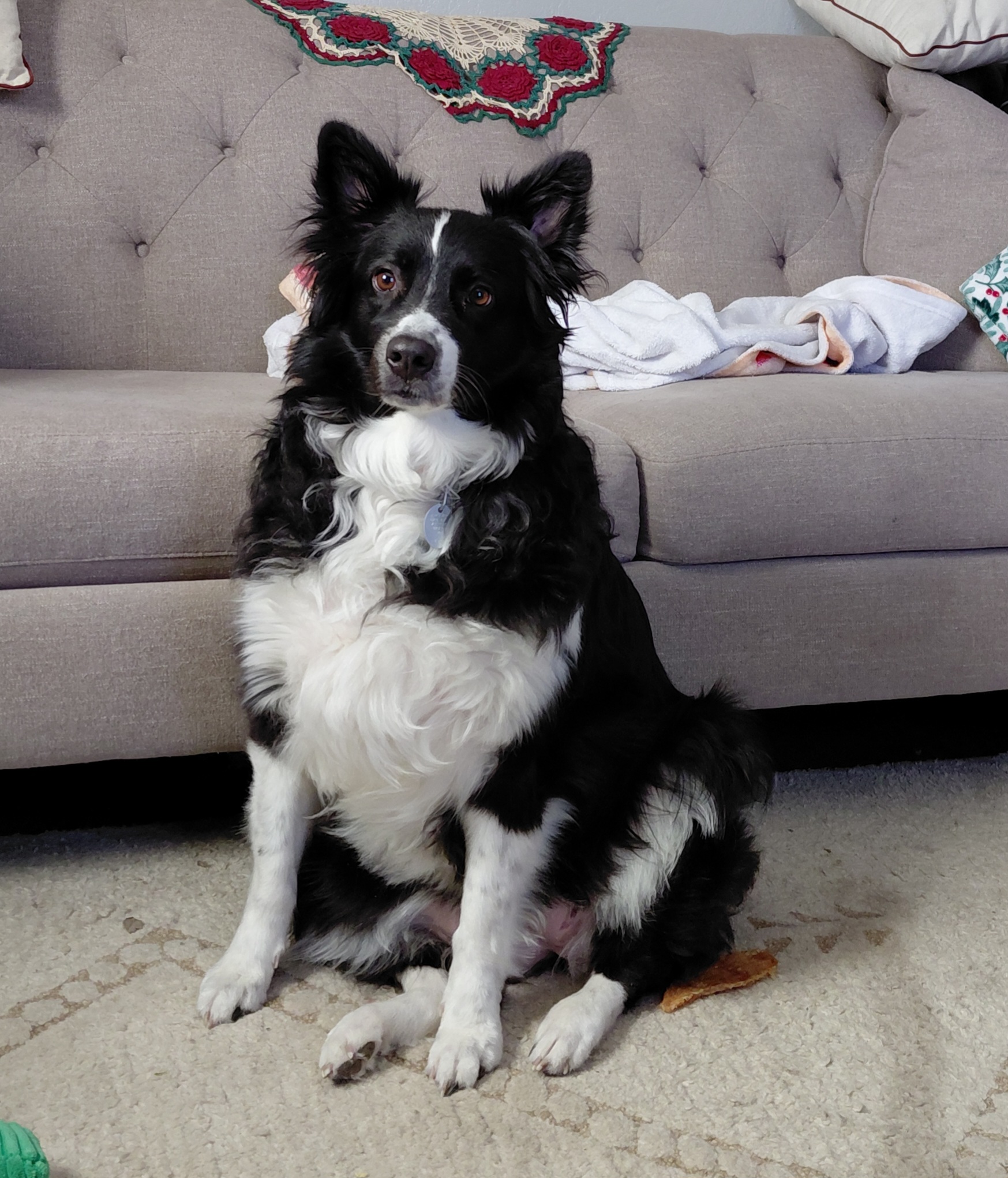 If My Dog Could Talk.