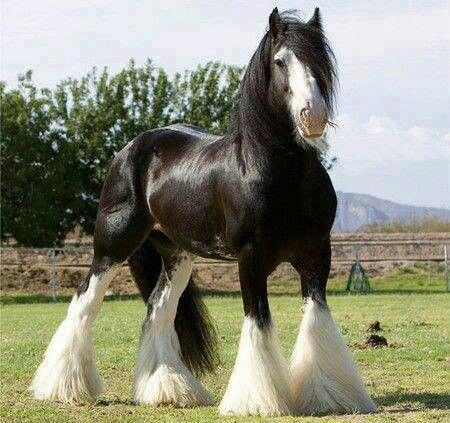 A Clydesdale Pal