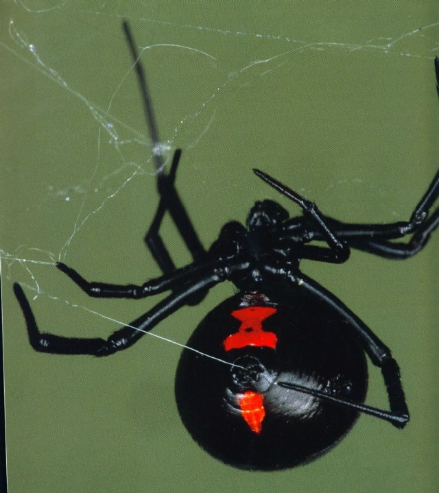 Black Widow