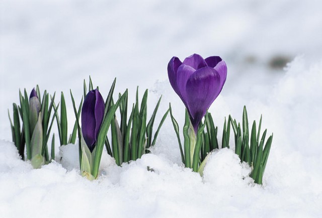 Flowers In The Snow