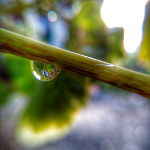 'Morning Dews'