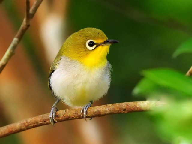 Do You Fear - A Little Singer Bird? !