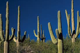 Ten Cactus-Motivational Strips