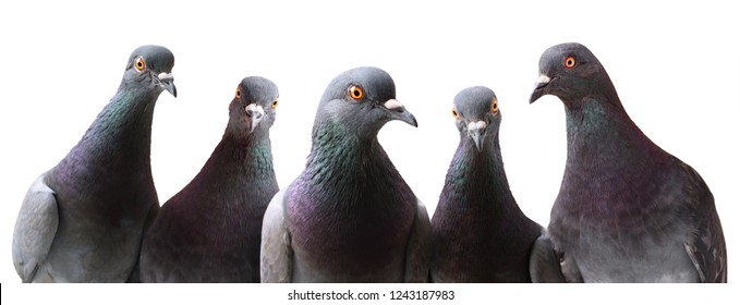 Gangster Pigeons!