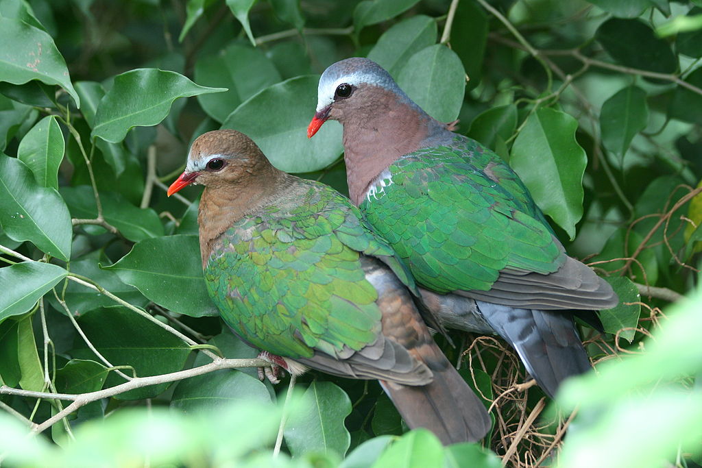 Haiku: The Emerald Dove