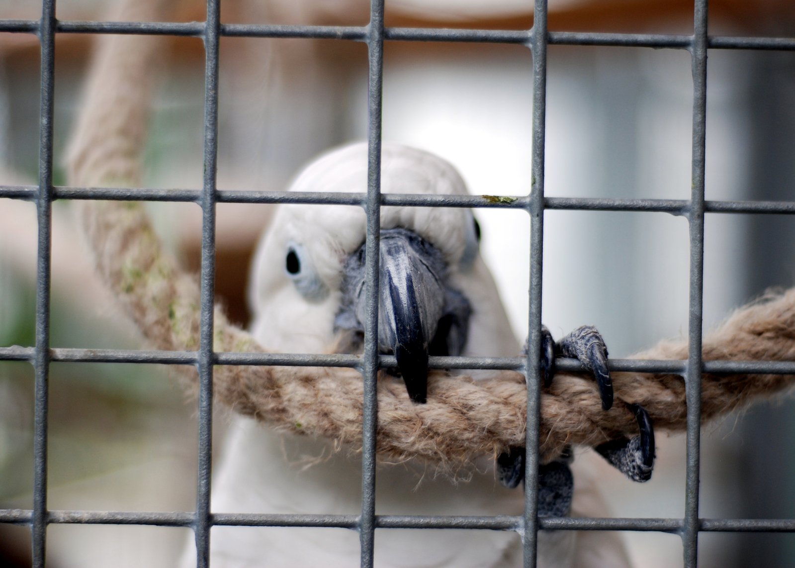 ____''قیدی''______