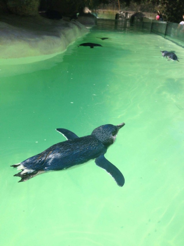 Let It Go.... The Great Debate