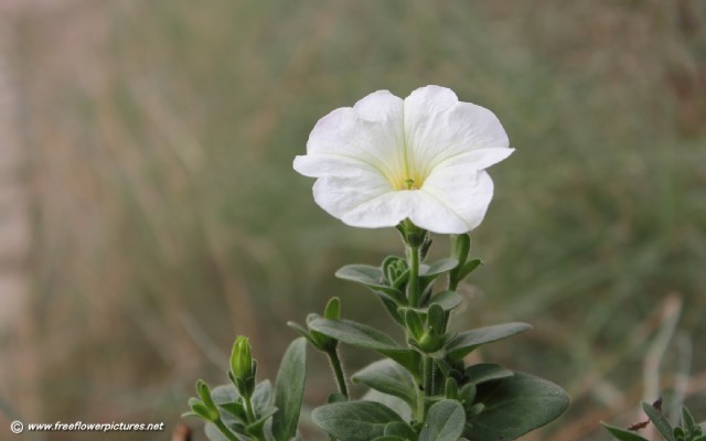 Petunia