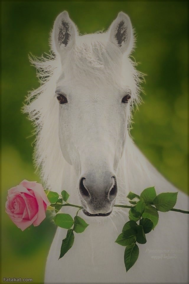 Animal 2 -
a White Horse With A Red Rose