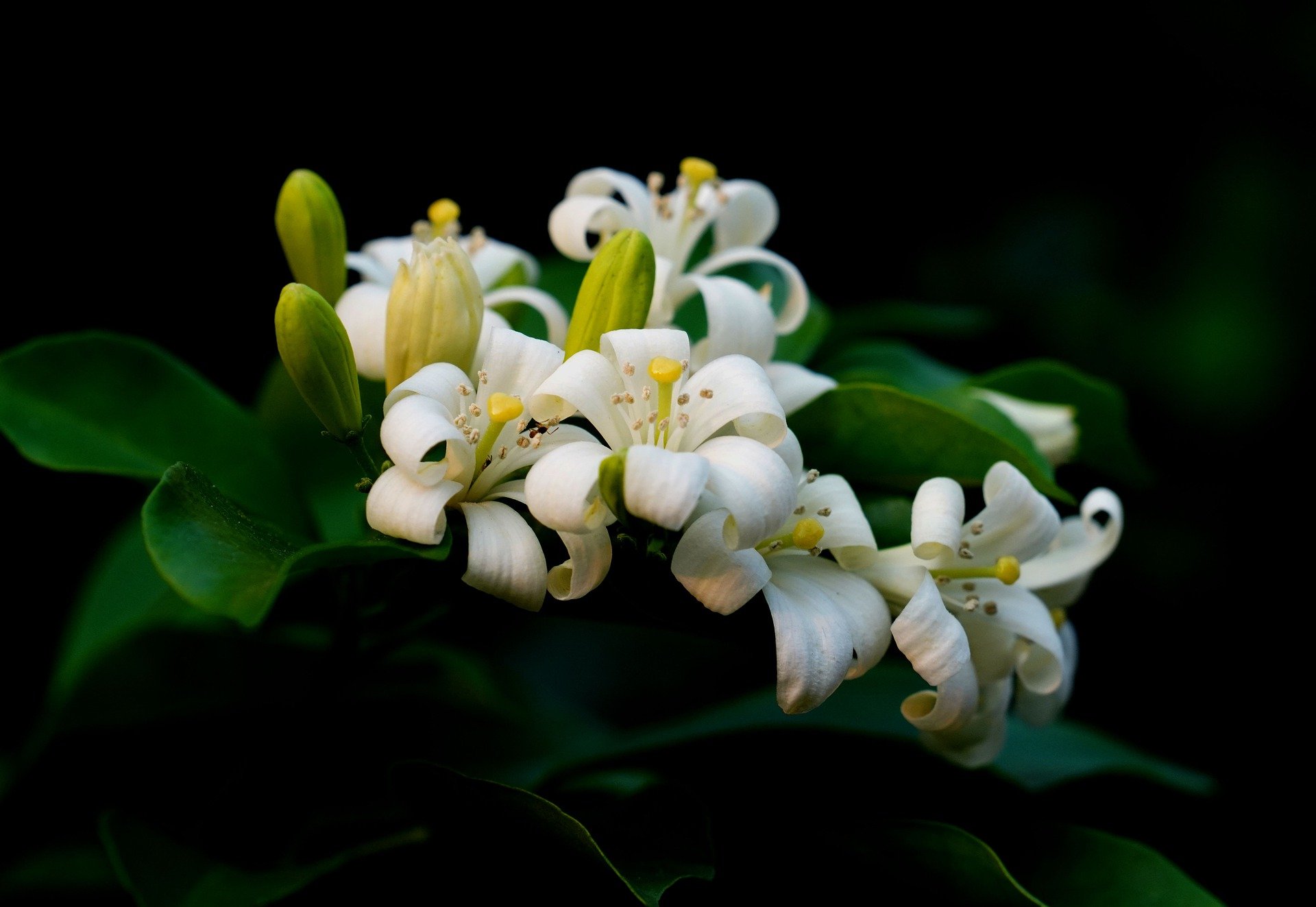 A Bunch Of Orange Jasmine