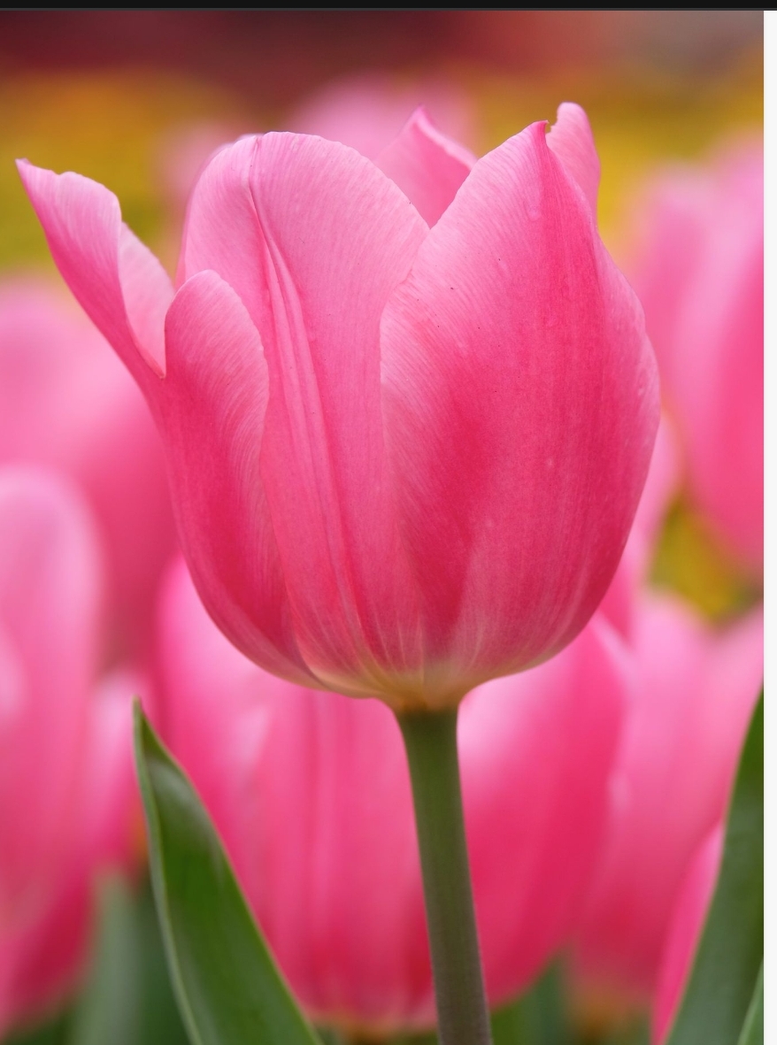 'To My Beloved Star'