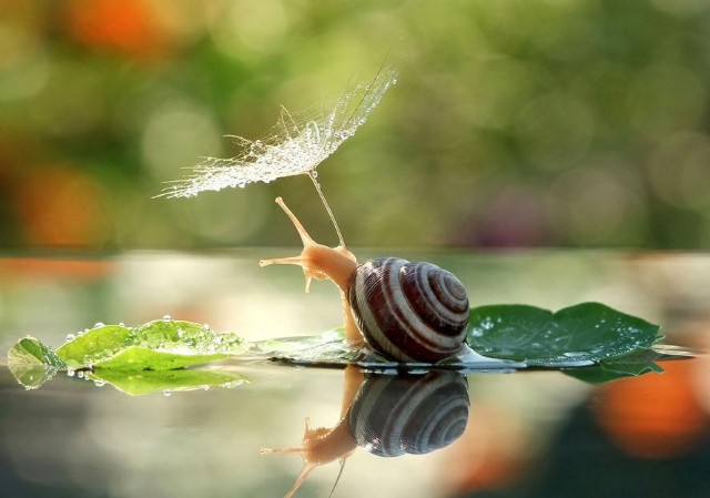 A Lesson From A Snail