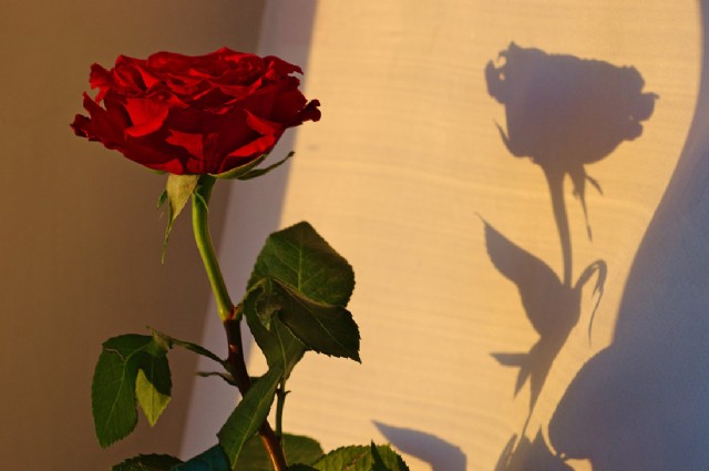 Roses, Words, And Shadows