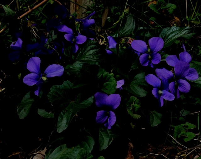 Planting Violets