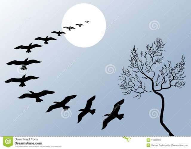 परिंदे.... Parinde