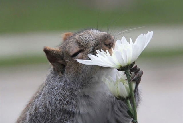 Square Poems 30: Groundhog Acrostic