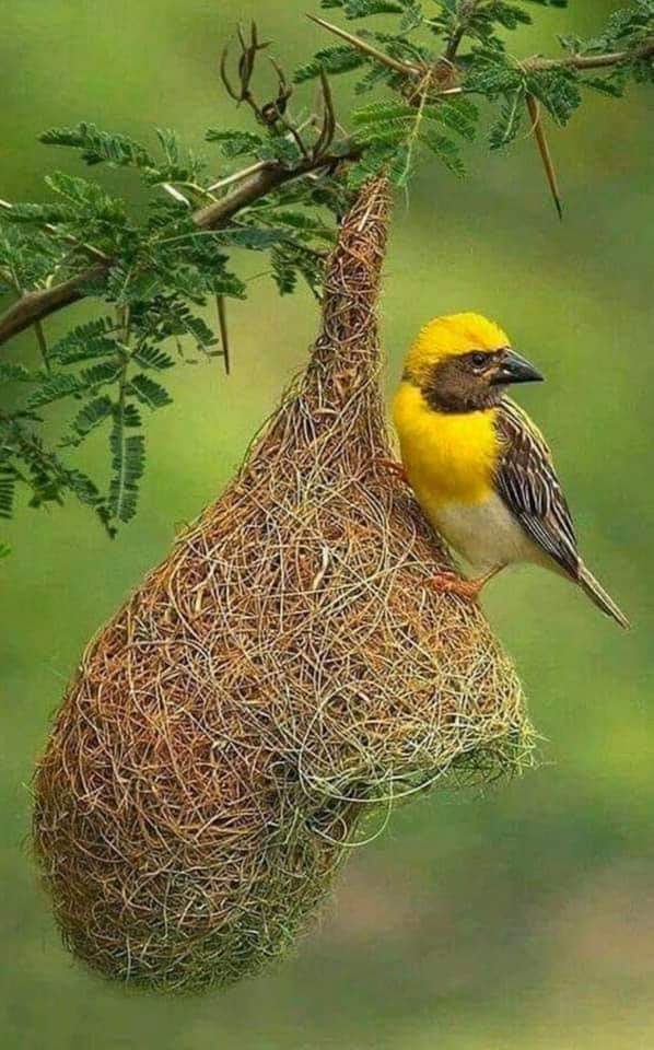 Nature 12 - Elegant Bird Nests