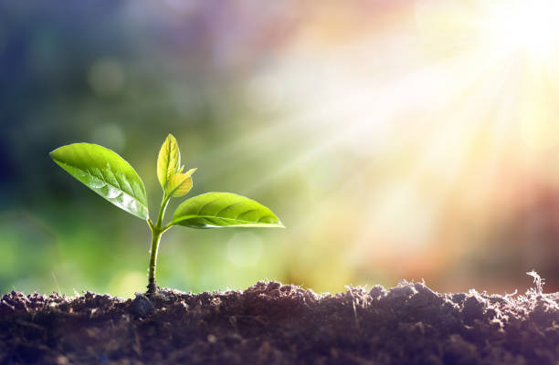 Seedling...