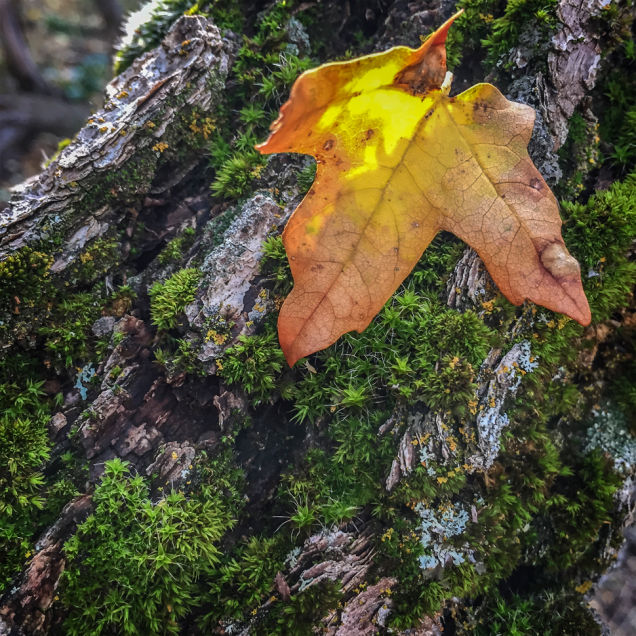 Falling Leaf
