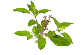 Leaf 2 - Tulasi - Sri Krishna's Favourite Adornment