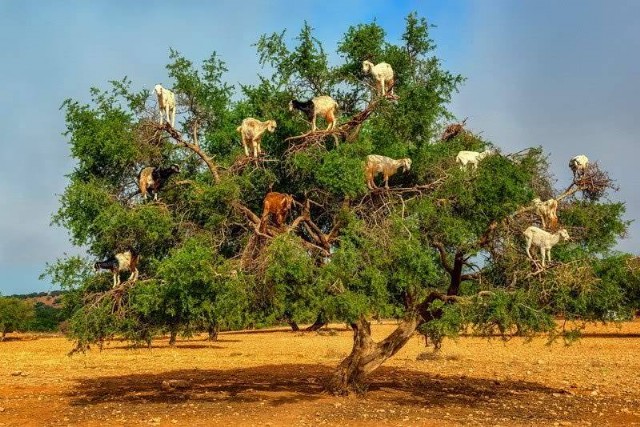 Limerick: Goats In A Tree
