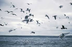 See The Seabirds Fly